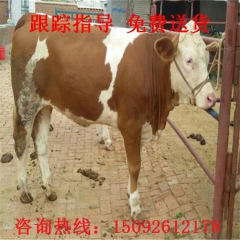 养殖业牛 畜牧 出售优质三元杂交牛犊小肉牛 包邮服务到家