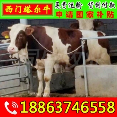 高效益养殖西门塔尔牛、肉牛、西门塔尔牛肉牛犊价格