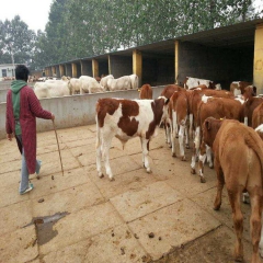 潜江肉牛养殖场建设 养一头牛一年挣多少钱 鲁西黄牛小肉牛
