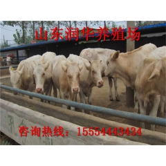 正品保障 供应 优质的 夏洛莱肉牛 江西肉牛 杂交牛