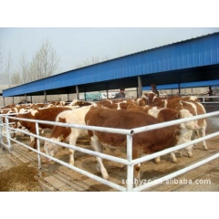 肉牛犊 利木赞肉牛犊 夏洛莱肉牛犊 三元杂交肉牛