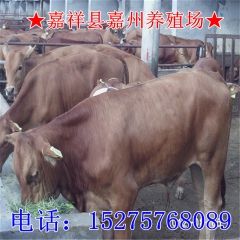 购肉牛去哪里,山东嘉州养牛场，肉牛价格和肉牛出栏价格,圈养肉...