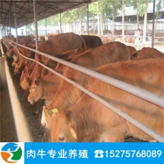 西门塔尔肉牛 夏洛莱肉牛 利木赞肉牛 鲁西黄肉牛