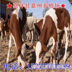 嘉州养殖场供应肉牛 嘉州肉牛 嘉州西门塔尔牛，嘉州鲁西黄牛