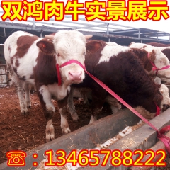 三个月的肉牛多少钱 肉牛养殖场 哪里有卖小肉牛的 出售肉牛