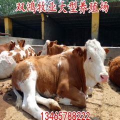 双鸿养殖场出售肉牛 改良肉牛=量大免费运输 技术免费提供
