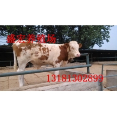 西门塔尔肉牛 西门塔尔牛犊  供应西门塔尔肉牛