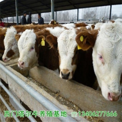 供应小肉牛 小肉牛价格 小肉牛养殖利润
