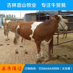 江西小肉牛  育肥牛养殖哪家好 肉牛养殖 欢迎来电咨询