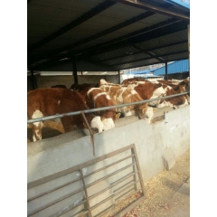 供应高产奶牛   肉牛   西门塔尔牛  免费运输   跟踪...