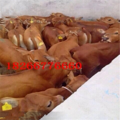 山东哪家养殖场的黄牛牛犊便宜 杂交育肥牛 鲁西黄改良肉牛