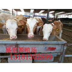 山东济宁盛宏养殖场供应肉牛 肉牛犊 育肥肉牛犊 利木赞肉牛犊
