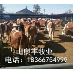 养牛舍建设 货源充足任意选购肉牛