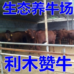 养30肉牛成本,及利润,多长时间出栏，鲁西黄牛肉牛