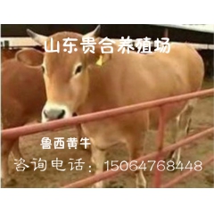 长期供应鲁西黄牛肉牛 肉牛 鲁西黄牛