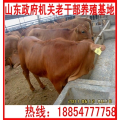 镇江直销300-200斤利木赞牛、利木赞肉牛、肉牛犊价格