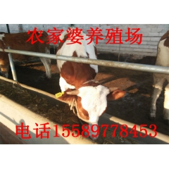 供应改良肉牛 利木赞牛 牛犊 鲁西黄牛 西门塔尔牛