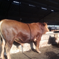 山东肉牛养殖基地  高产仔率肉牛牛犊  改良肉牛 现货销售