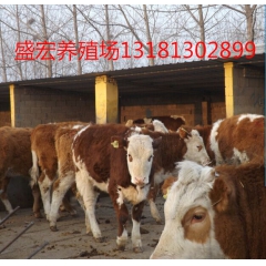 大量出售成品肉牛 育肥肉牛 宰杀肉牛 菜牛价格 山东肉牛养殖...