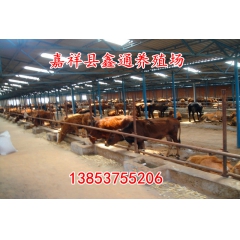 鲁西黄牛养殖 肉牛养殖场 直供改良西门塔尔肉牛 鑫通大型养殖...