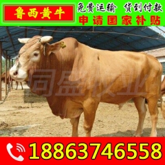 大量供应育肥肉牛犊 育肥肉牛 西门塔尔肉牛