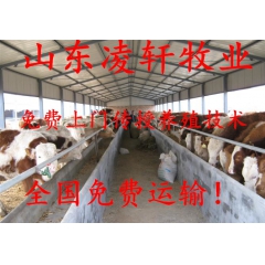 江苏肉牛养殖场 常年出售西门塔尔牛 利木赞牛夏洛莱牛 改良肉...