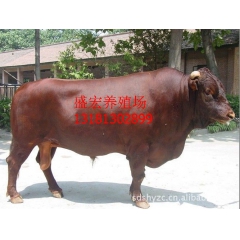 直销200-300斤利木赞牛.利木赞肉牛.肉牛犊价格