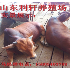 销售利木赞肉牛 利木赞牛 利木赞肉牛 适应环境强