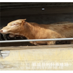 优质肉牛批发 养殖场大量出售纯种肉牛