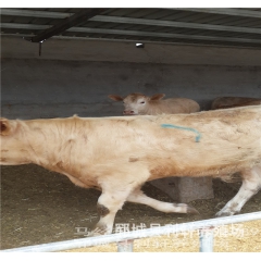 养牛技术 出售鲁西黄牛肉牛 生长速度快