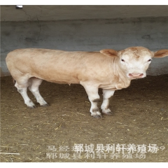 养殖场大量批发鲁西黄牛肉牛 免费提供养牛技术