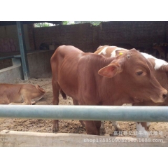 供应优质肉牛 肉牛养殖技术 肉牛包运费