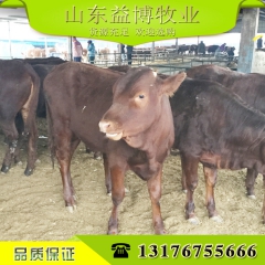 山东益博养殖场供应西门塔尔牛肉牛 鲁西黄牛小肉牛 利木赞牛牛...