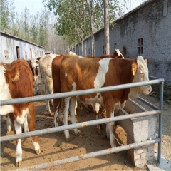 山东肉牛西门塔尔肉牛夏洛莱肉牛，利木赞肉牛犊(图)买牛羊包邮