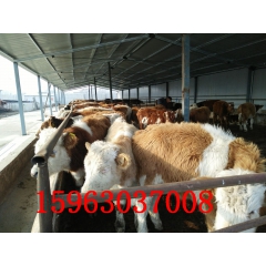 好养殖的肉牛品种  改良肉牛 西门塔尔牛  鲁西黄牛