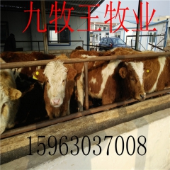 常年供应肉牛及肉牛犊、西门塔尔肉牛、利木赞牛价格