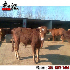 九江养殖利木赞肉牛犊 肉牛 品种齐全 利木赞牛 厂家直销