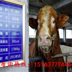 改良肉牛养殖场直供优质肉牛 利木赞夏洛莱牛
