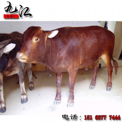 鲁西黄牛价格 山东大型肉牛场供 应 绿色肉牛 保证质量