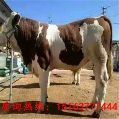 山东九江养殖场出售改良肉牛  肉牛犊