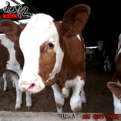 纯种西门塔尔牛 小牛犊 肉牛 架子牛 欢迎来九江养殖场来选购