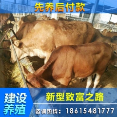 山东大型鲁西黄牛养殖场 改良鲁西黄牛牛犊价格 鲁西黄牛肉牛