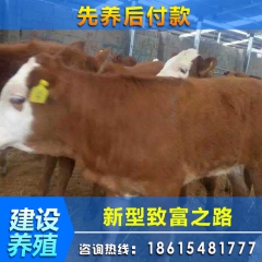 建设养殖场供应 肉牛 肉牛犊 西门塔尔肉牛犊 免费运输