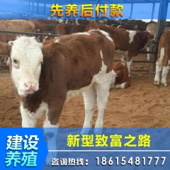 怎样引种肉牛 肉牛犊 西门塔尔肉牛犊 夏洛莱肉牛价格建设养殖...