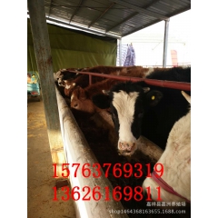 肉牛养殖基地专业养殖肉牛常年批发肉牛质优价廉肉牛