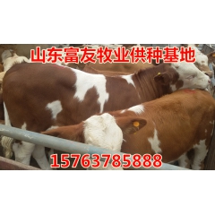 养殖肉牛西门塔尔牛 夏洛莱肉牛 鲁西黄牛 西门塔尔牛