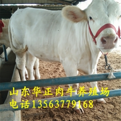 甘肃哪里有卖夏洛莱牛的 河北三元杂交牛犊 小肉牛 山东牛犊价...
