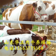 三台养牛场 现在肉牛多少钱 三元杂交肉牛 辽宁肉牛养殖场
