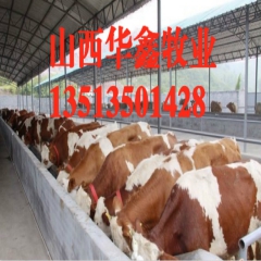 肉牛养殖场 养殖场 肉牛价格 肉牛批发 西门塔尔肉牛
