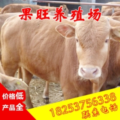 山东嘉祥果旺养殖基地供应 鲁西黄牛肉牛 专业肉牛养殖